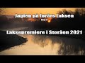 Laksefiskeri - Jagten på forårs Laksen - Dag 11 - Premieredag i Storåen