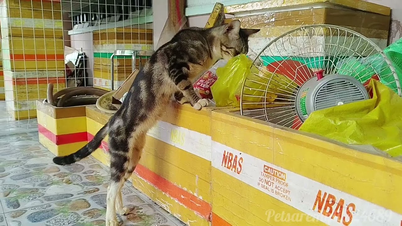 Every Day, The Cats Love Exploring Around The Yard