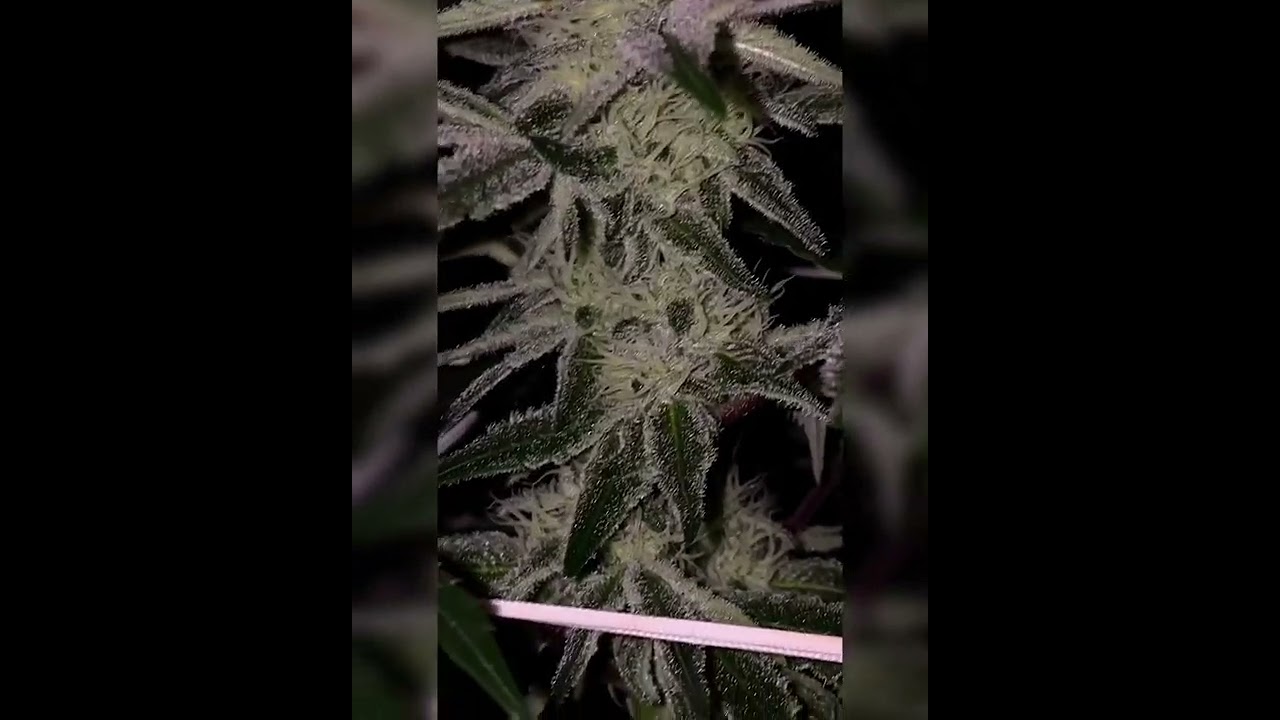 MAC V2 - Capulator | KINGSEEDS