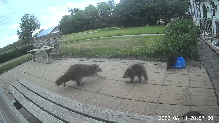 Raccoon and four babies on a hot day