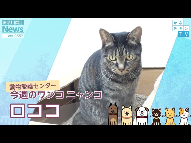 今週のワンコ・ニャンコ「ロココ」県庁ニュース vol.557 2023/1