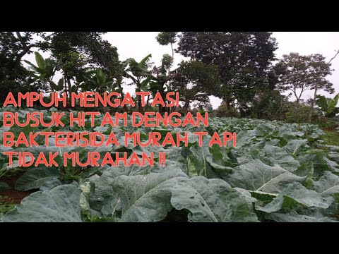 Video: Blanching Cauliflower - Adakah Kembang Kol Perlu Dicelur
