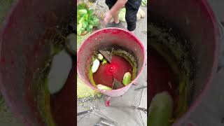Process vegetable grinder for animal feed