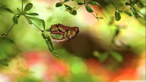 سورة المجادلة قديم و رائع للشيخ مشارى العفاسى1416هـ Al Mujadilah