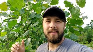 Hybrid Poplar And Its Uses