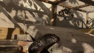 Cunningham Skinks