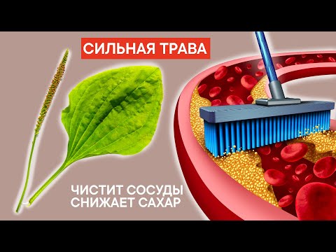 Видео: Лечебни и магически свойства на боровинките