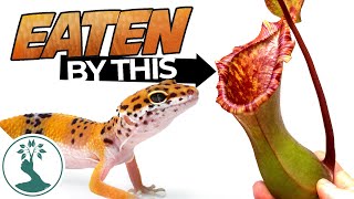 My Plant Ate Two Lizards! Here Is What Happed after 2 months | Crazy Natural World! Station Image
