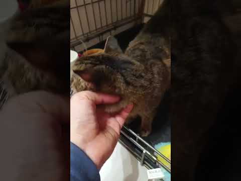 Iskra, die süße Maus ❤️