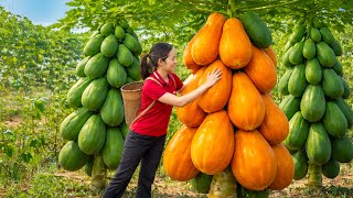 Download Lagu Wild Forest Papaya Harvest | Making Firm Papaya Jelly That Sells Out Fast at the Market MP3