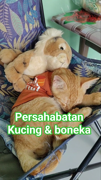 story of cat and tiger doll 😊 #shorts
