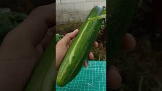 Garnish Timun Keren  Membuat Tulisan Nama garnish fyp fypviral fypage