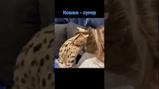 Кошки Приколы / Детский Хор Великан Исполняют Песню - Кошка.