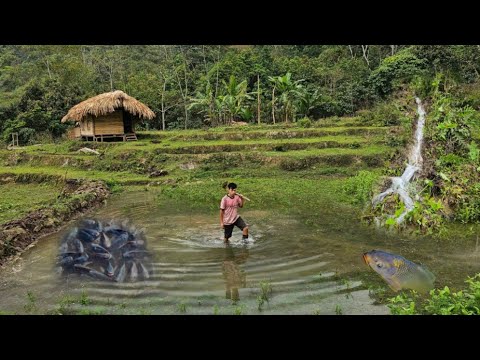 Fish pond, digging a fish pond - cooking - YouTube