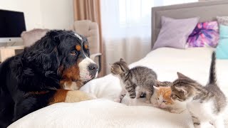 Big Dog Meets Tiny Kittens [Cuteness Overload] by Teddy 454,491 views 1 year ago 1 minute, 56 seconds