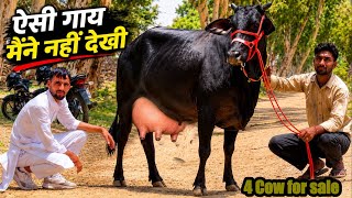 ऐसी गाय हज़ारों में नहीं लाखों में एक मिलती है ॥ 4 cow for sale #rajusirsa 