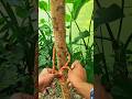 A Knot Everyone Should Know! #ropeknots