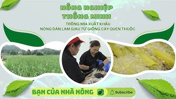 Trồng Mía Xuất Khẩu - Nông Dân làm Giàu Từ Giống Cây Quen Thuộc