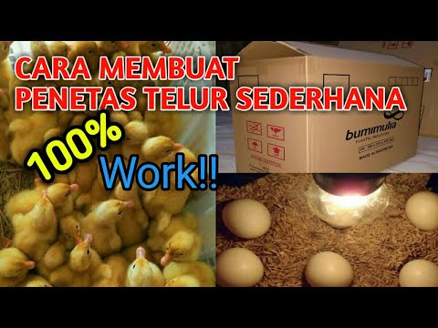 MEMBUAT ALAT TETAS TELUR SENDIRI SEDERHANA DARI KARDUS, Cepat & Mudah| how to make an egg hatcher