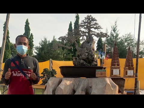 Video: Tamarisk (56 Foto): Deskripsi Semak Tamariska, Menanam Dan Merawatnya. Reproduksi Di Lapangan Terbuka