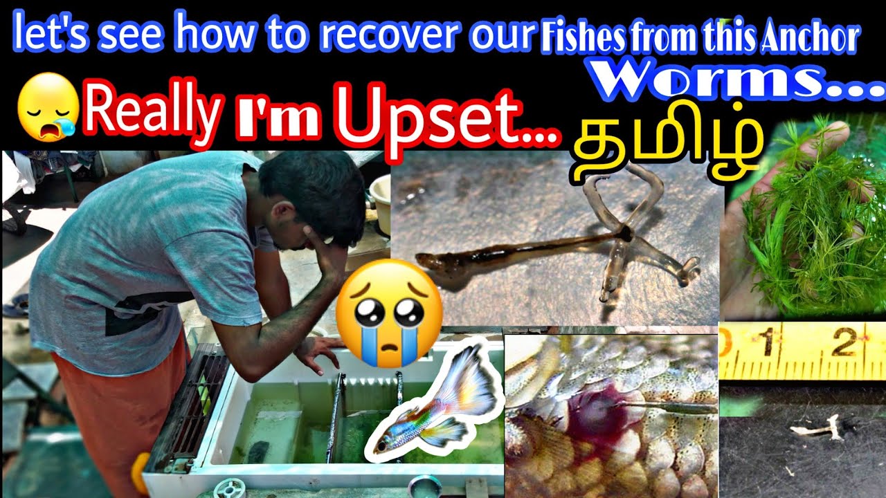 HOW TO CURE FISHES DISEASE | ANCHOR WORMS | FISHES RECOVERY from diseases||in tamil தமிழில்