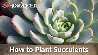 How to Plant Succulents