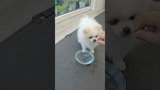 Blow Water Bubbles  Puppy Trick