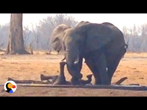 Lions Circle Trapped Baby Elephant UNTIL Another Elephant Family Shows Up | The Dodo