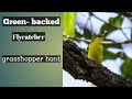 Green-backed flycatcher (grasshopper hunt)