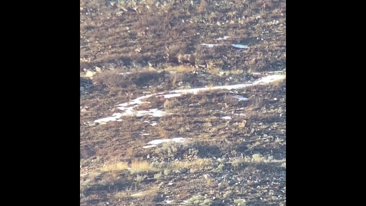 Late season utah rifle elk hunt YouTube