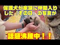 優しい心の犬たち。保護犬が家族に仲間入りした「その日」に撮った写真 20枚