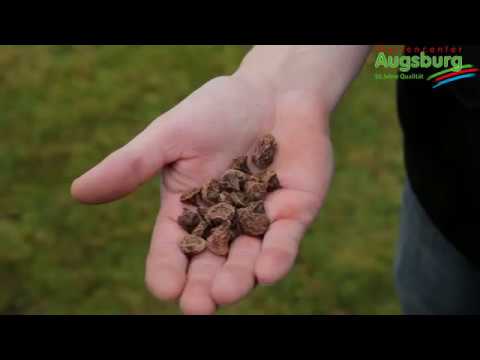 Video: Wie groß sind Blanda-Anemonen?
