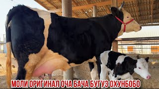 картинка: Фермаи Охунбобо моли оча бача бугуз гибрид оригинал 9 октября 2025 г.