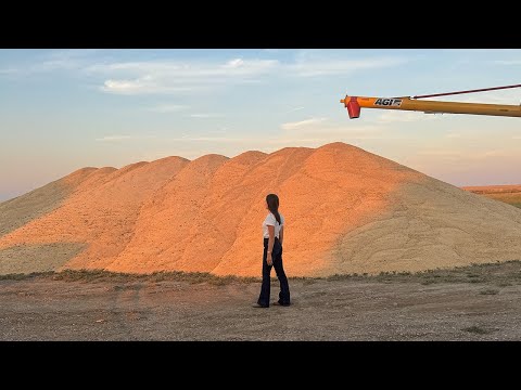 Montana Barley Harvest: From Field To Giant Ground Pile