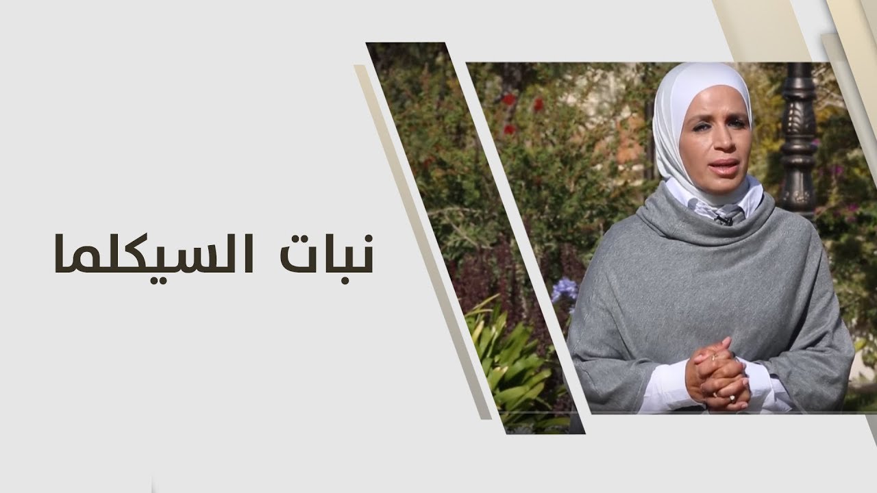 أمل القيمري - نبات السيكلما - زراعة وبيئة