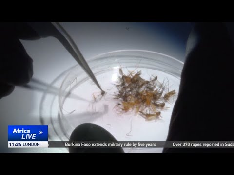 Uganda to roll out R21 malaria vaccine in October