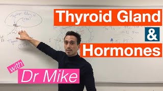 Thyroid Gland and Hormones
