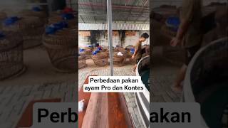 The Difference Between Pro And Contest Chicken Feed importedchickens qualitychickens chickenf