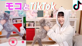 【猫とTiktok】撮ってみたー！【モコ部】