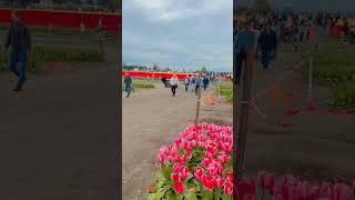 Tulip Farm @Mt.Vernon Washington