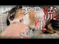 山奥で家族を守るために猛獣に尻尾を噛みちぎられた元捨て猫が人馴れ訓練を頑張った結果…