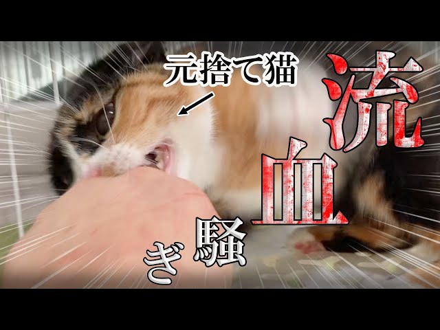 A former stray cat whose tail was bitten off by a wild animal