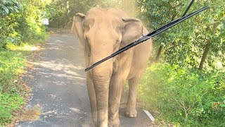 Elephant ബസ്സിനുനെരെ വന്നു Gavi forest