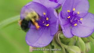 Pollination Video   16 9   DE   GS Koppert 2026