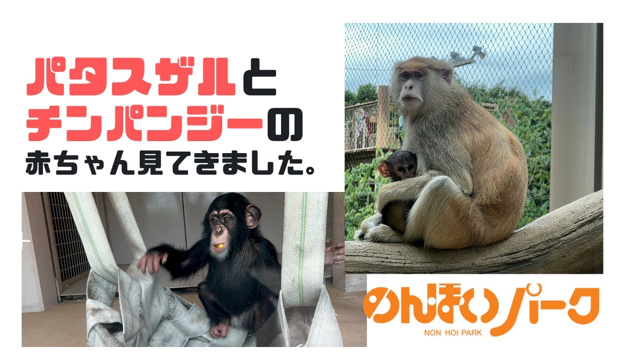 可愛いすぎる パタスザル チンパンジーの赤ちゃんを見に行ってきました モモイロペリカンもいます Youtube