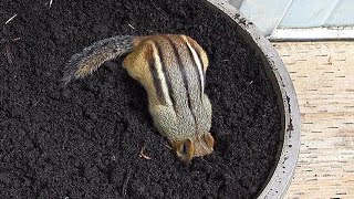 I Changed To A Bigger Dirt Bath Pot For My Chipmunk Friends