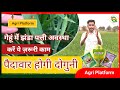 गेहूं में झंडा पत्ती (Flag Leaf) आते ही करें ये 3 काम, पैदावार होगी 25% ज्यादा! #flagleaf #wheat