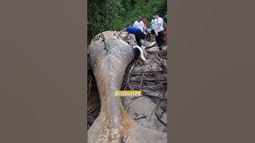 Whale in the Amazon? The Bizarre 2019 Discovery!