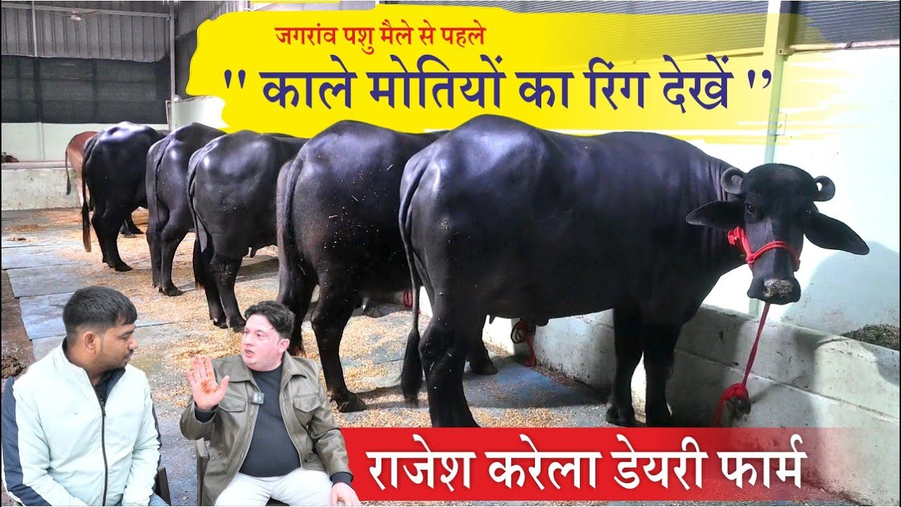 Перед ярмаркой крупного рогатого скота в Джаграоне, посмотрите кольцо с чёрным жемчугом || Молочн...