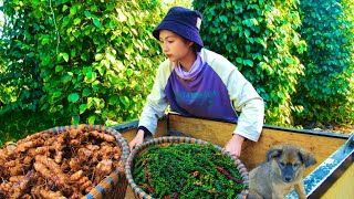 Harvesting Pepper Garden Goes To Market Sell - Cooking Fish Braised with Pepper, Farm, Daily Life